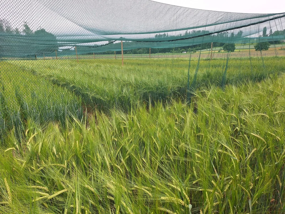 Agroscope_Protected_Site_5__c__Lara_Aebi EU lockert Gentechnik-Regeln: Welche Konsequenzen hat das für die Schweiz?
