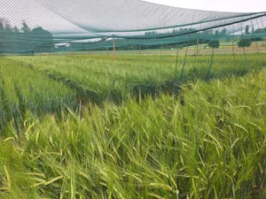 Die Protected Site von Agroscope in Reckenholz: Netze verhindern, dass Vögel GVP-Gerste verbreiten. Die Pflanzen ausserhalb der Netze wurden nicht gentechnisch verändert.
