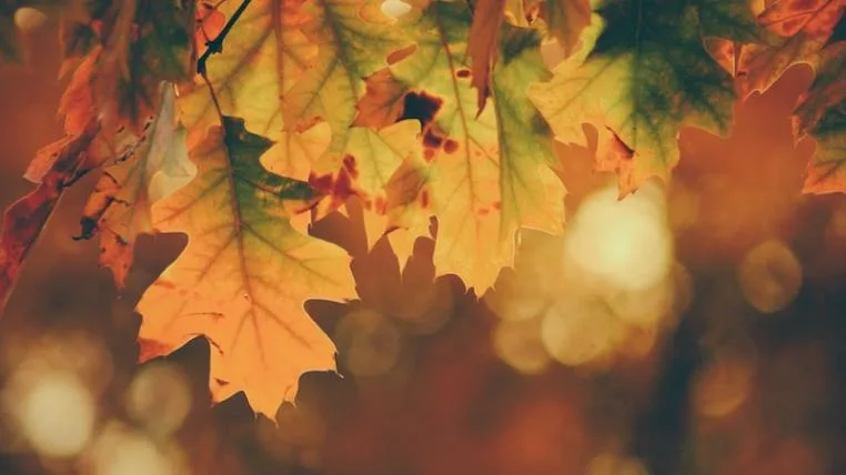 2e5e614a0ba09eb0f18a0b3d6ad6e60506113659 Herbst1.jpg