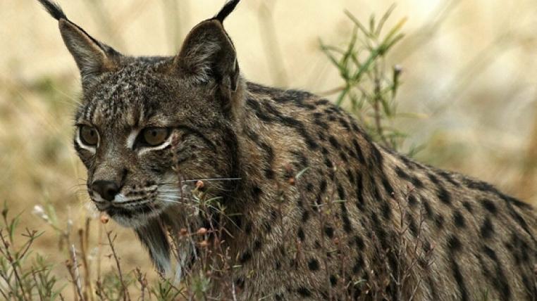 Iberischer Luchs