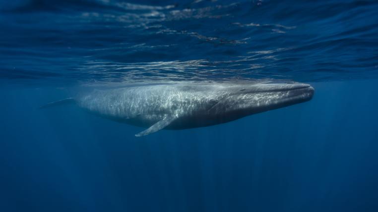 Blauwal schwimmt im Meer
