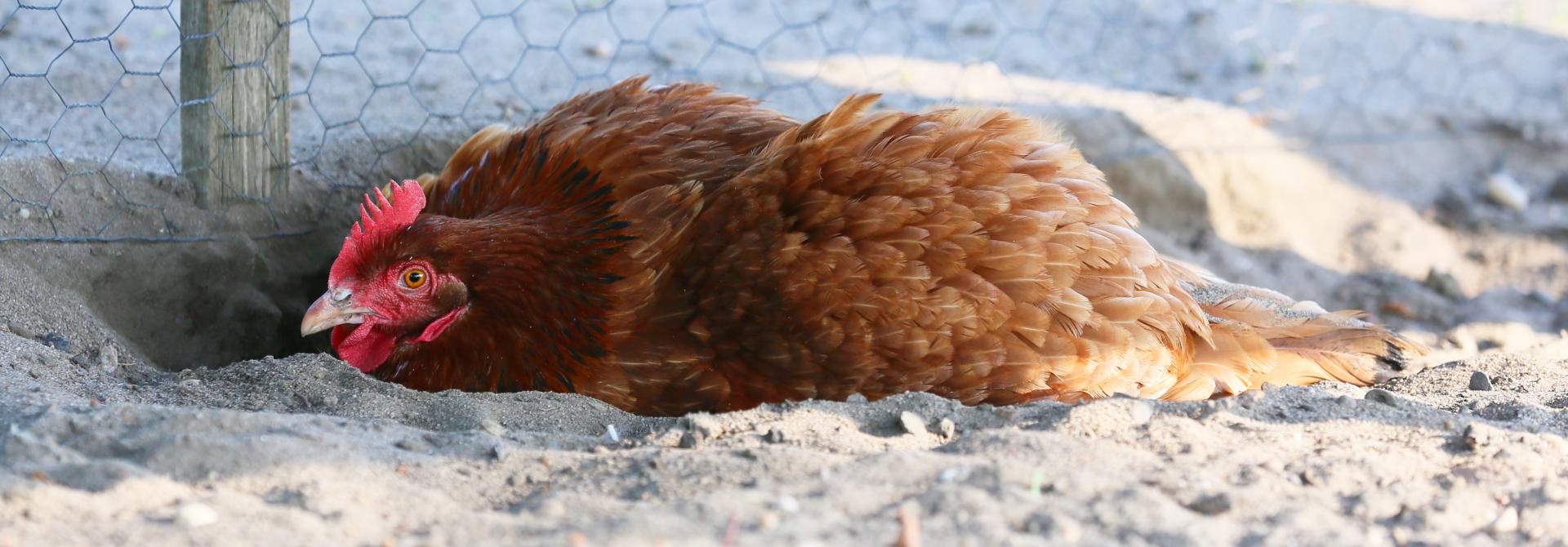 Huhn nimmt ein Sandbad