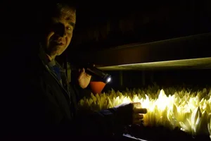 Gemüsebauleiter Markus Schumacher in der Treiberei. Hier herrscht vollkommene Dunkelheit.