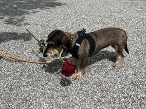 Frieda präsentiert stolz die Muttertagesrose.
