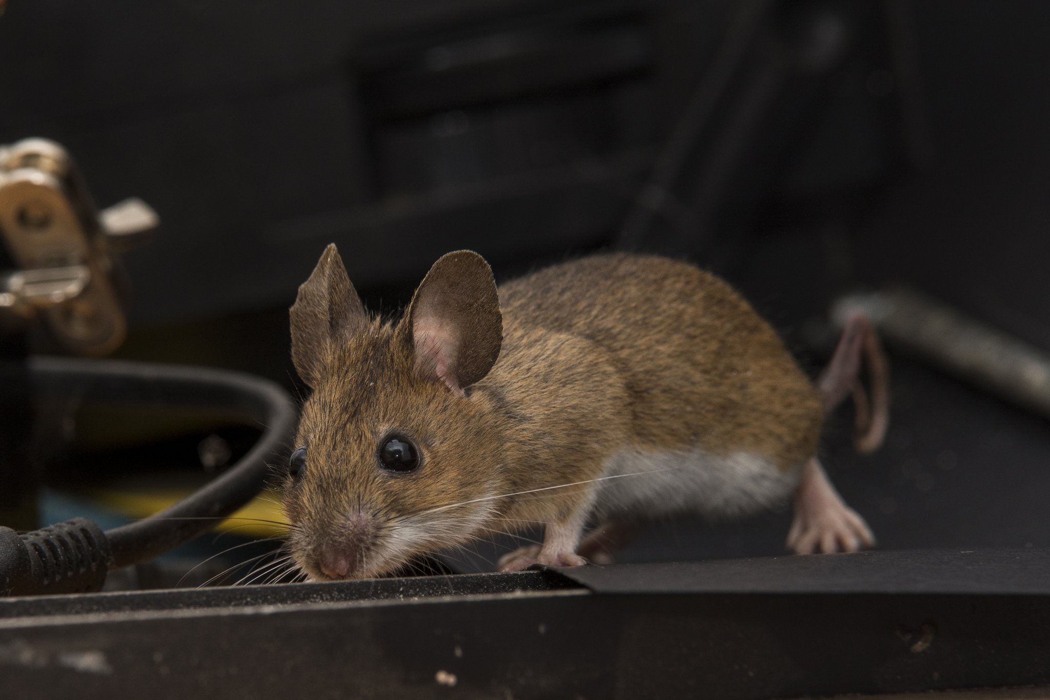 Eine Maus im Haus – was tun?