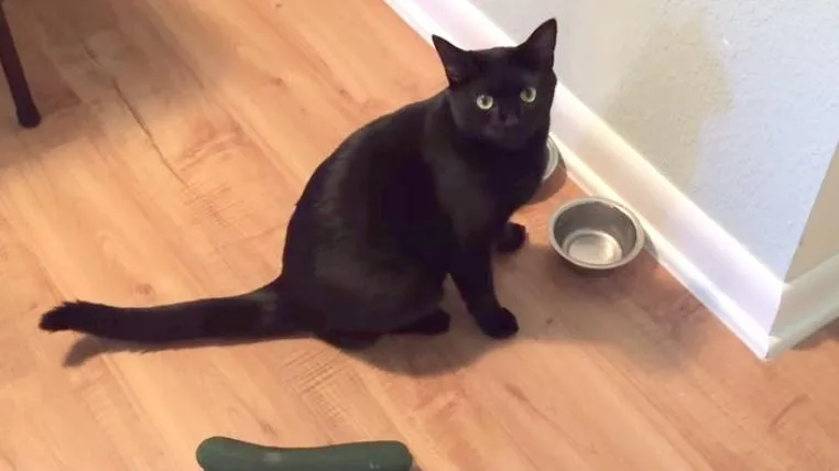 460cfd89366d8def89eada9dbe96937ec936d079 Katze und Gurke