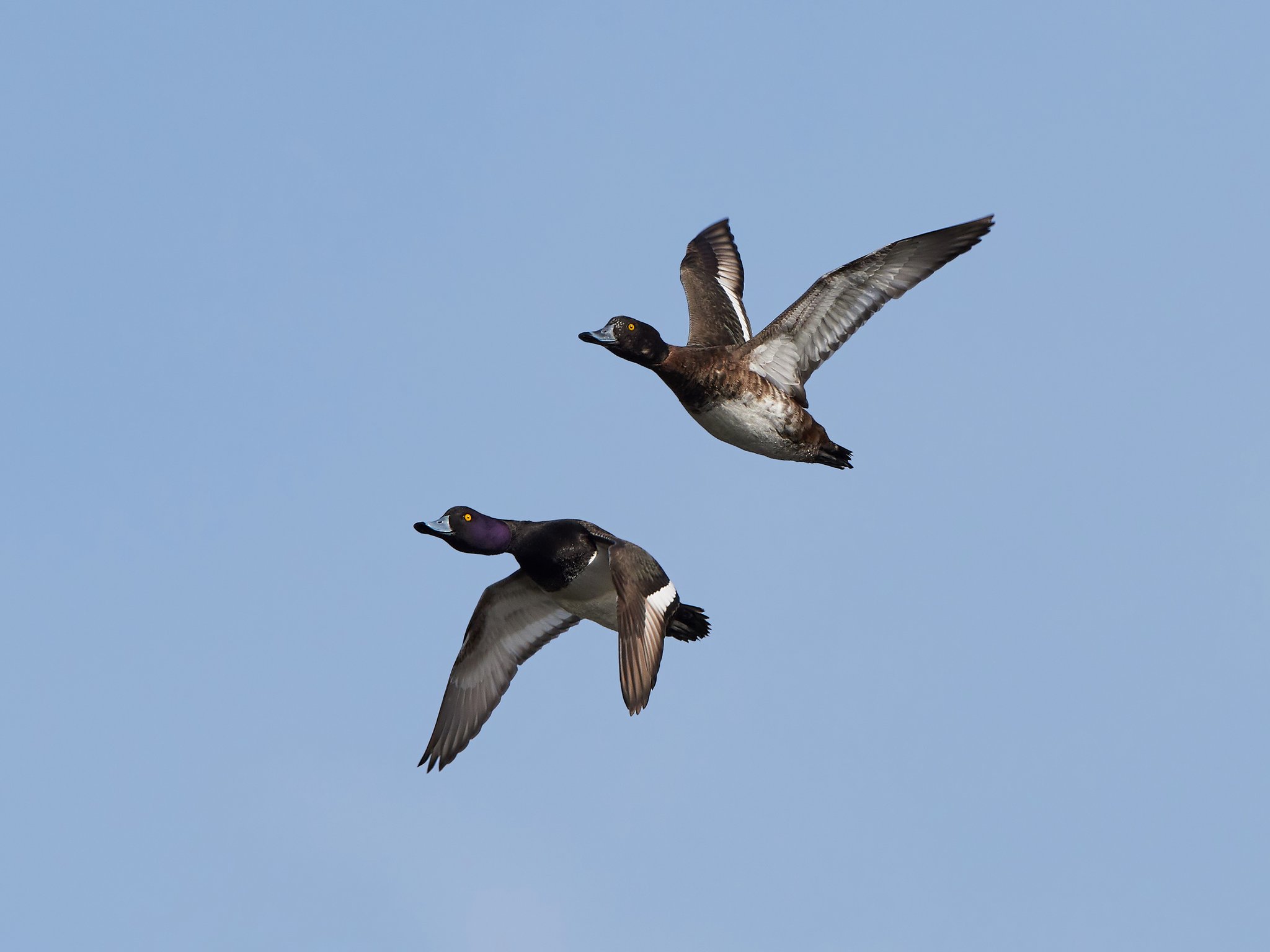 Vogelgrippe-Zahlen in Europa nehmen zu