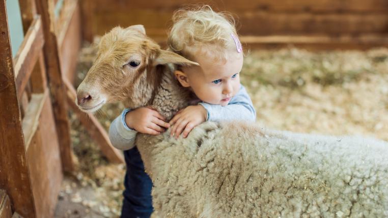 Tierschauen