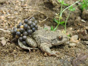 Die als Glögglifrosch bekannte Geburtshelferkröte ist die einzige einheimische Froschlurchart, die sich an Land paart und die Eier nicht im Wasser ablegt. Stattdessen wickelt das Männchen die Laichschnüre um die Fersengelenke und begibt sich für 20 bis 45 Tage in ein Versteck. Sind die Eier reift, geht das Männchen ins Wasser, wo die Larven schliesslich schlüpfen.