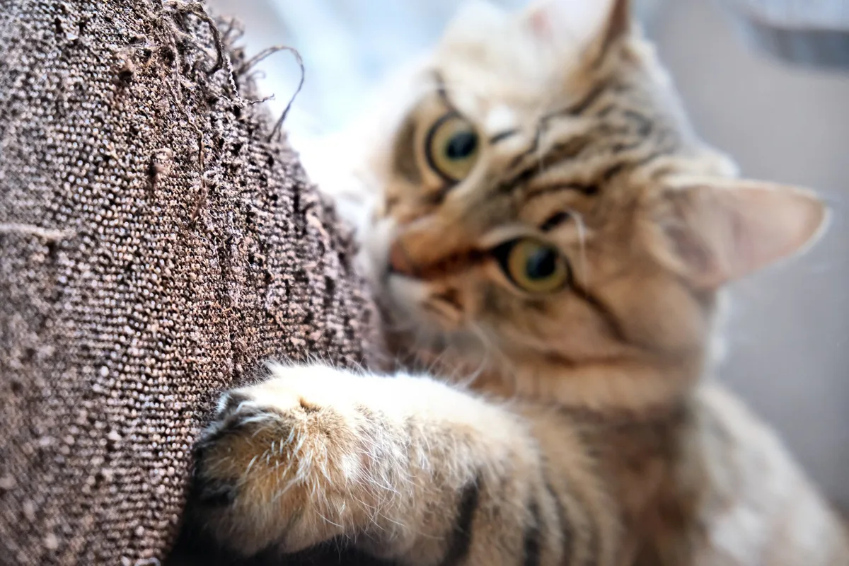 shutterstock_2495296243 Warum Katzen kratzen und was dahintersteckt