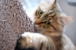 Böse Absichten hat die Katze keine – Kratzen ist für Katzen ein wichtiges Grundbedürfnis.