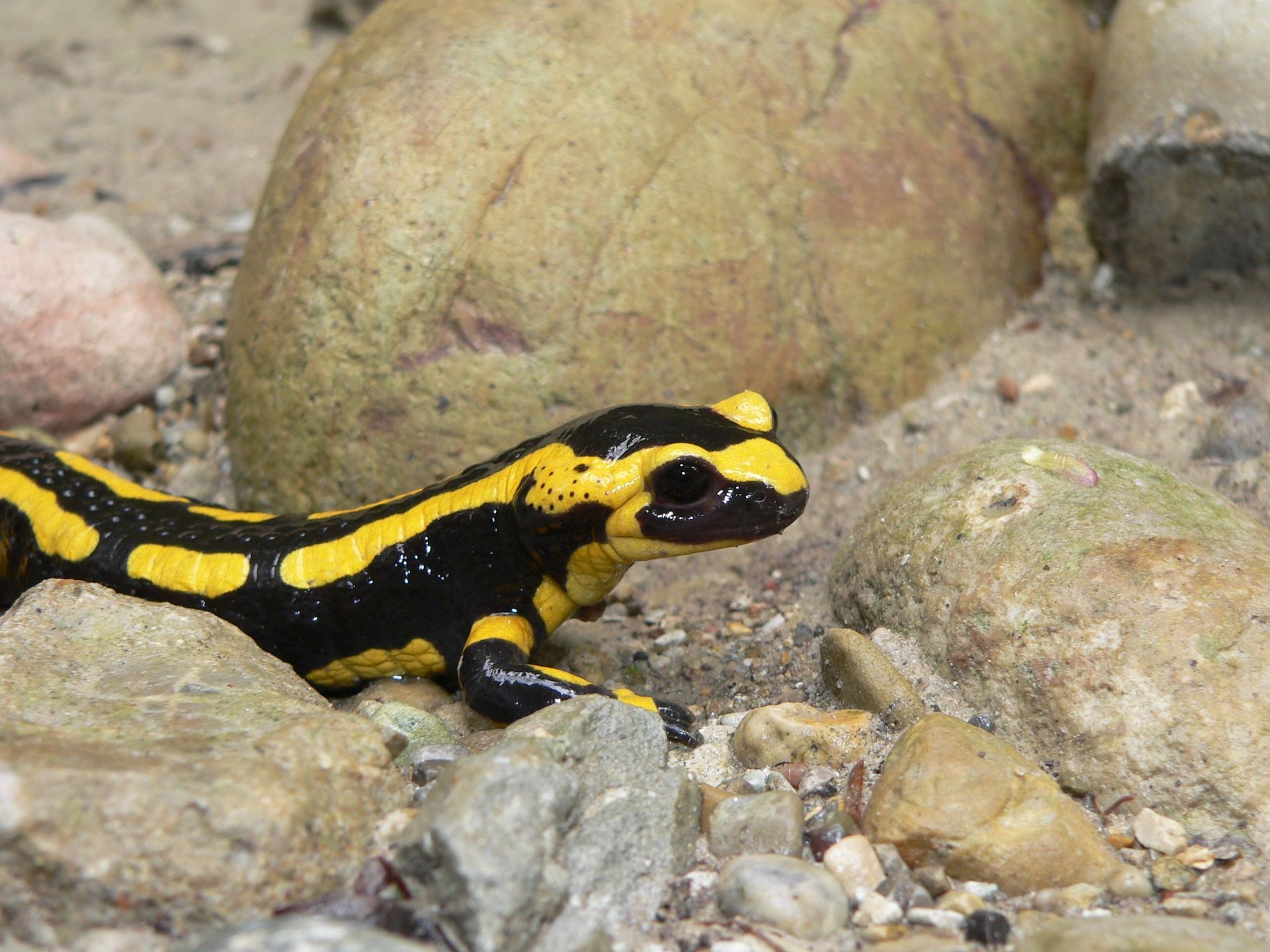 Der Feuersalamander ist «Höhlentier des Jahres 2023»
