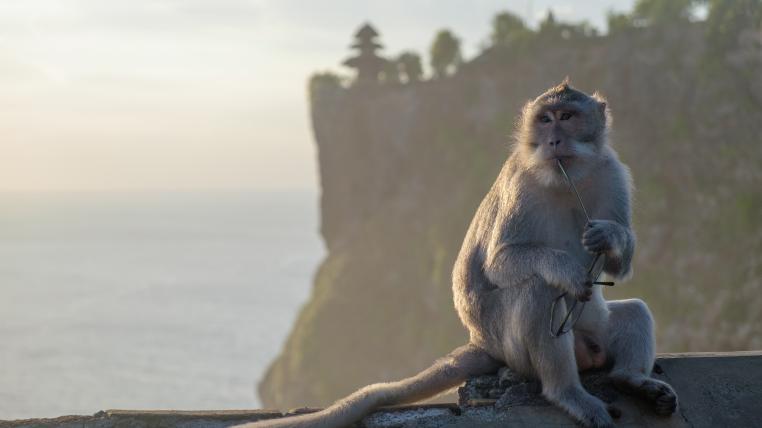 Javaneraffe im Uluwatu-Tempel mit geklauter Brille