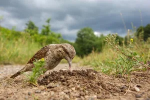 Dieses Bild von Oliver Richter ist der Gesamtsieger des Wettbewerbs. Mit seiner klebrigen Zunge ist der seltene Wendehals perfekt an den Fang von Ameisen angepasst, die er hier aus ihrem Nest holt.