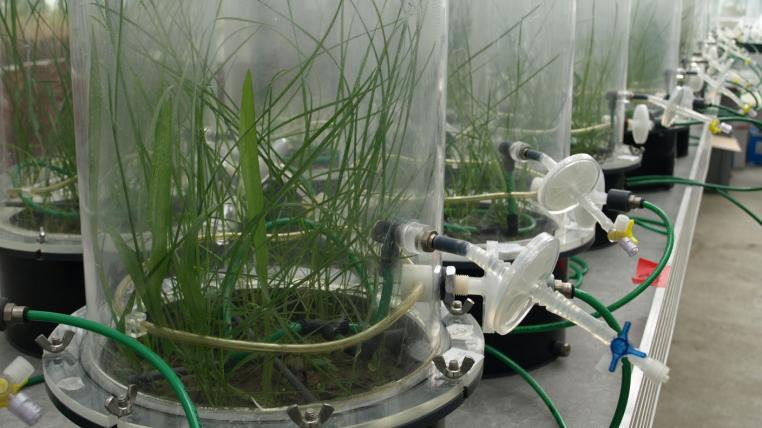 agroscope-studie-pilze-bakterien.jpg
