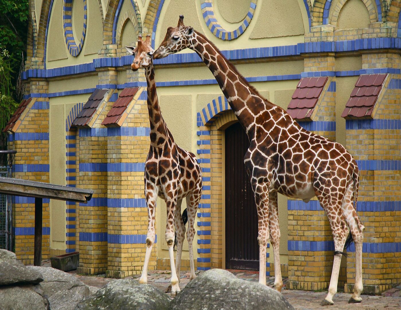 Grosser Panda und zwei Giraffenunterarten vor dem Antilopenhaus.