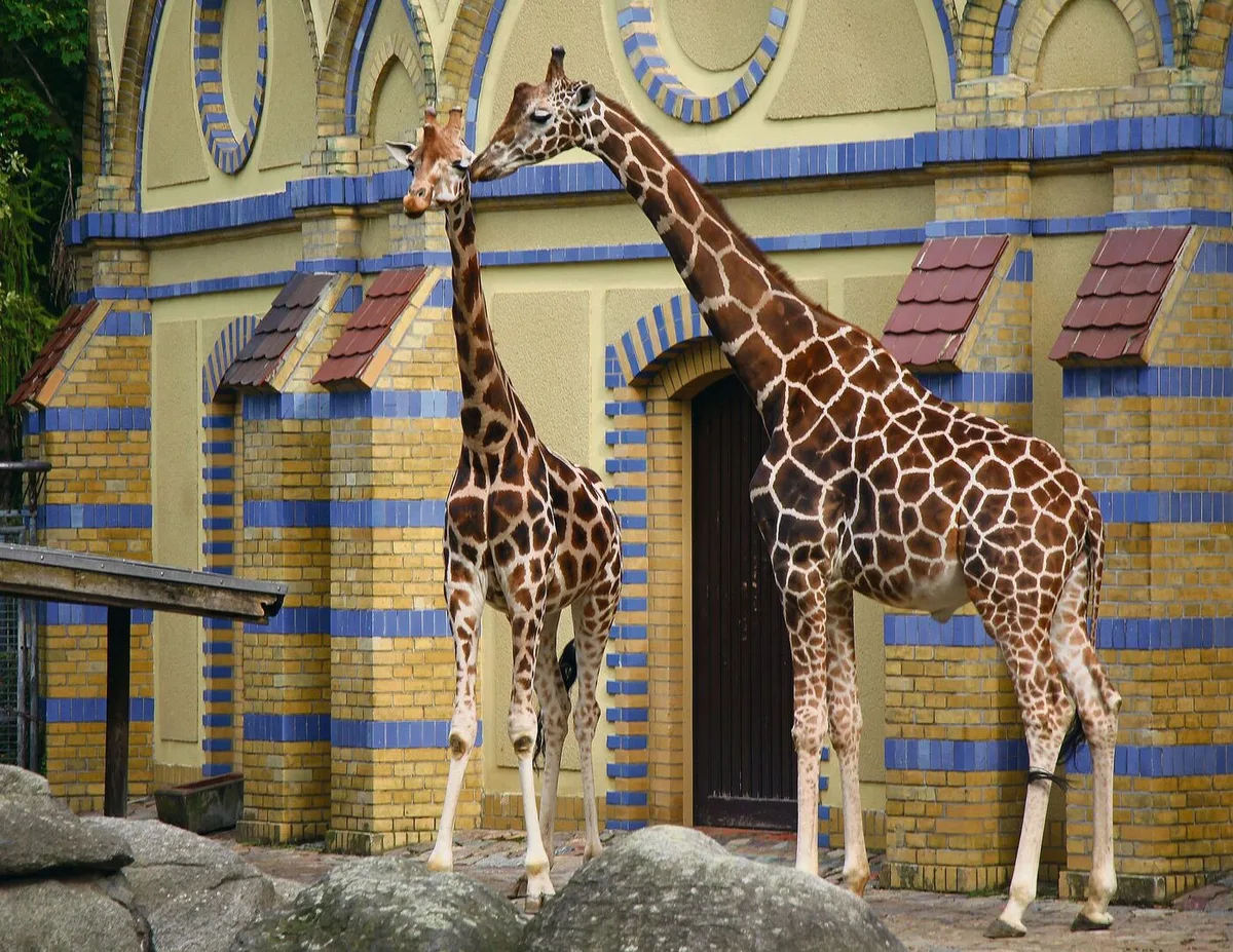 0ba7c607384819148d90ab1761b6a1851599cf49d91e294ca6b911d3bffdb5d8 Grosser Panda und zwei Giraffenunterarten vor dem Antilopenhaus.