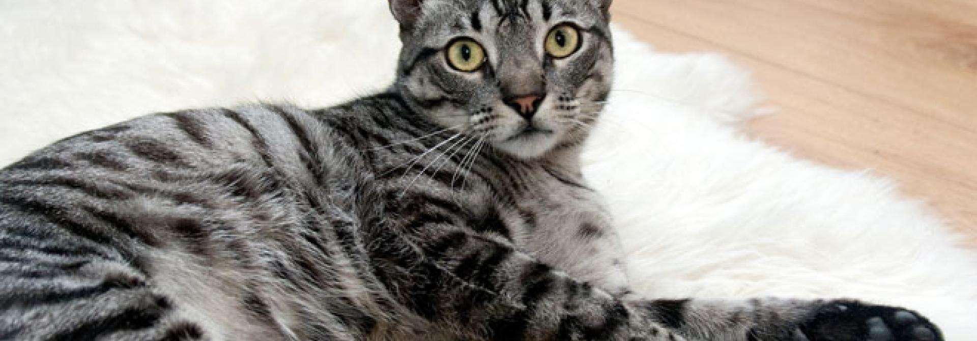 katze-schmerz.jpg