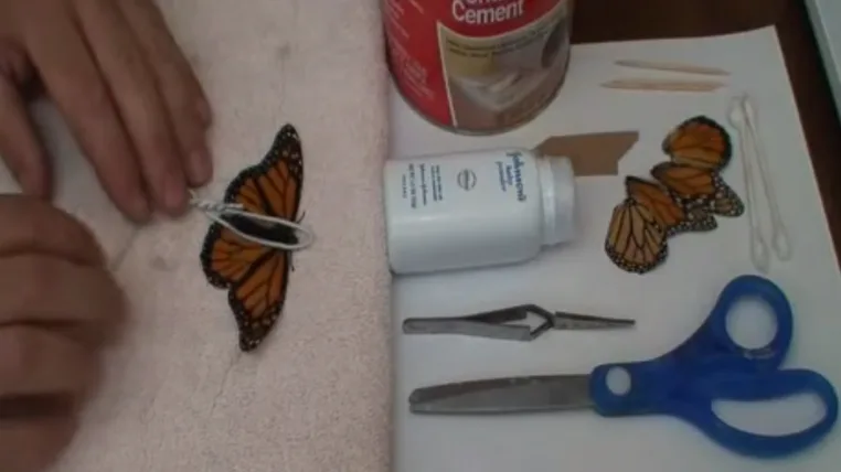 cd1fb1c5d78d5b2078c94d7438aa651a023536db monarch.png