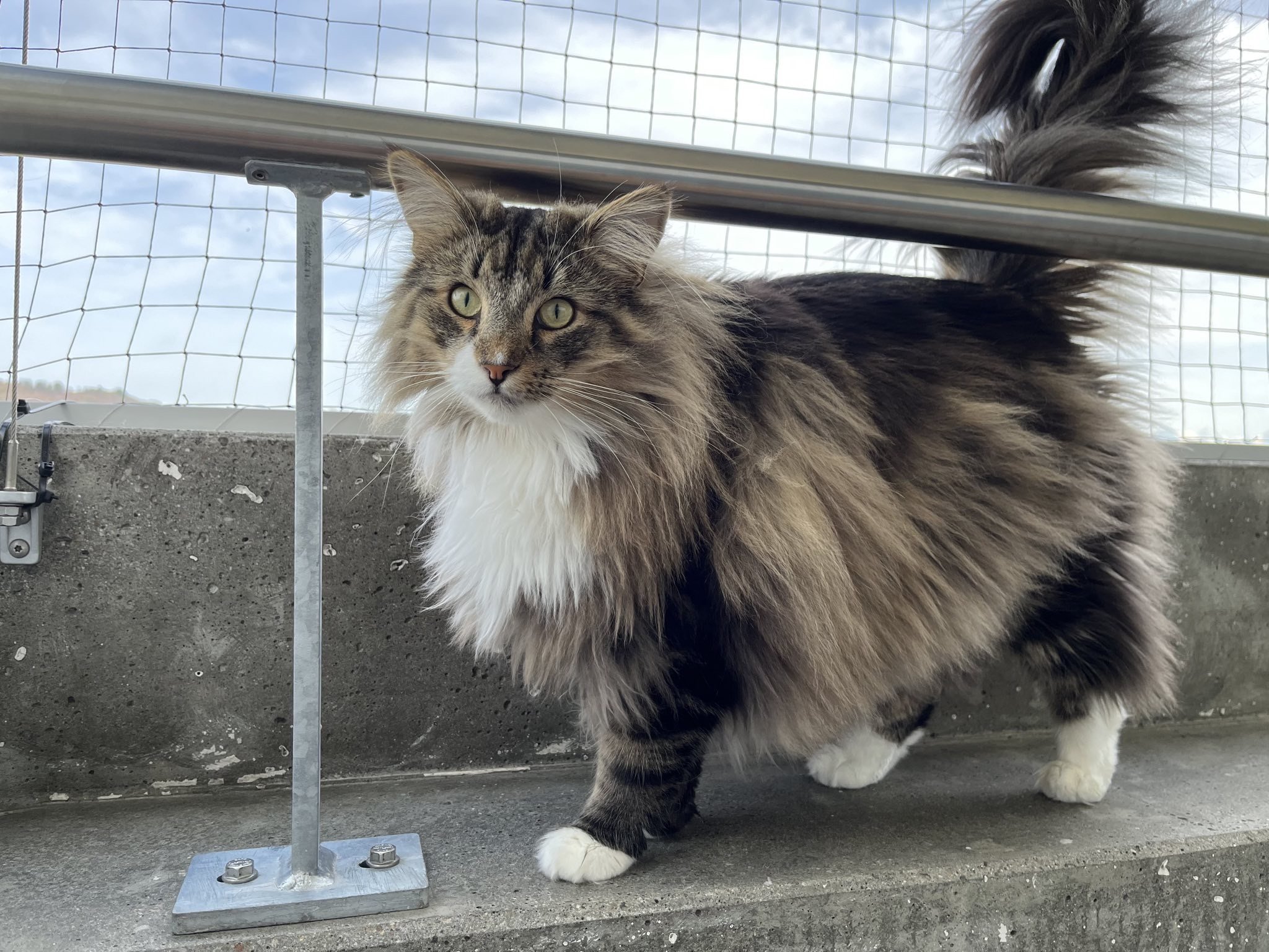Norwegische Waldkatze im Porträt