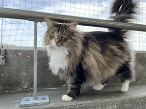 Stolz präsentieren sich die Norwegischen Waldkatzen jeweils.