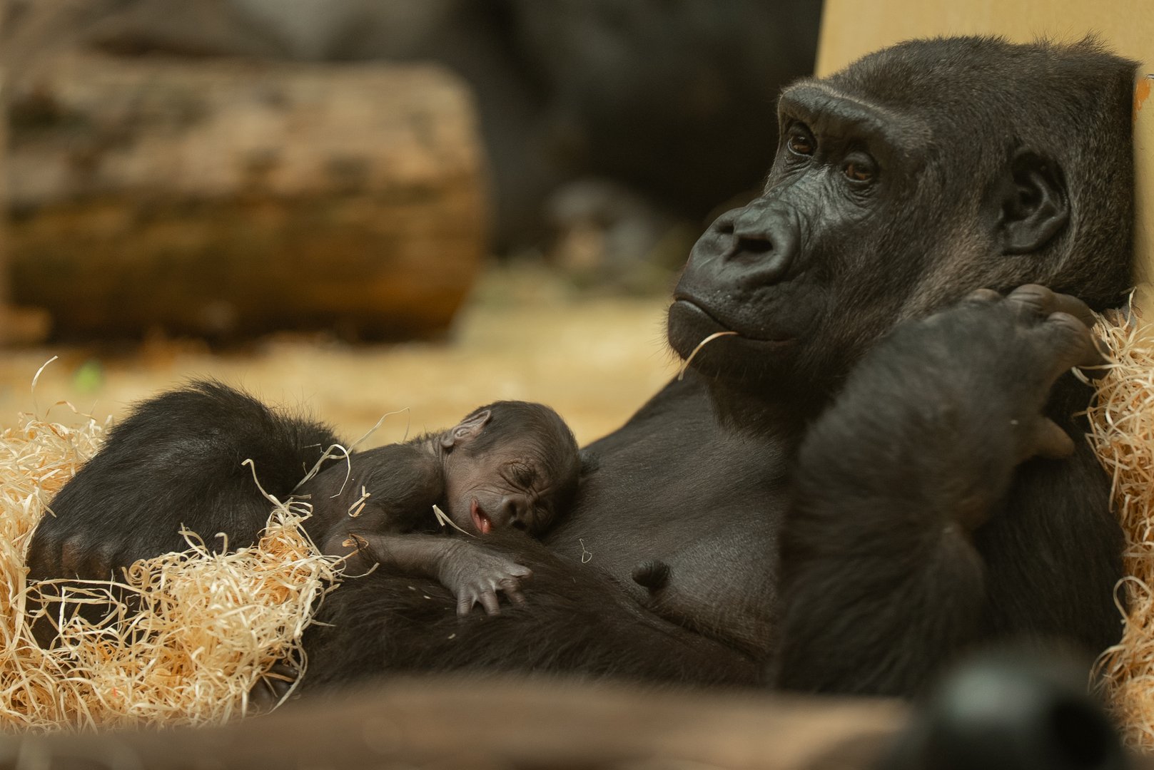 Zoo Zürich freut sich über Gorilla-Nachwuchs