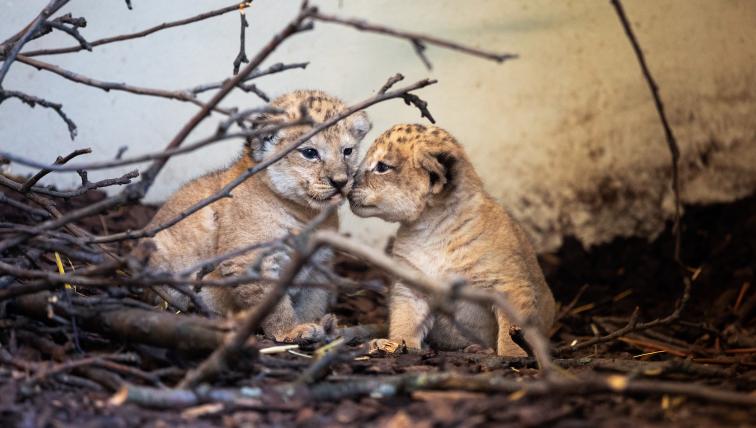 Löwenbabys im Walter Zoo