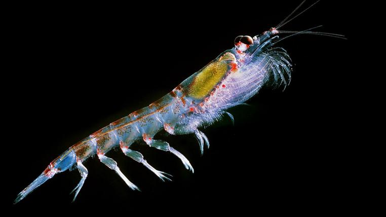 Antarctic_krill_Uwe-Kils-bysa-s.jpg