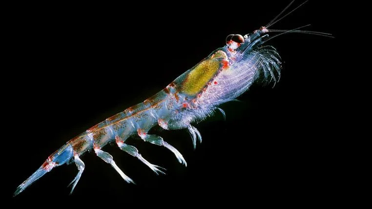 6ef79d396761d50e3dc6c8a7d19d4e4a4da18920 Antarctic_krill_Uwe-Kils-bysa-s.jpg