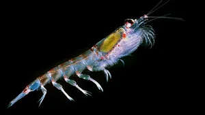 Tierisches Plankton passt seinen Tagesablauf dem Licht an.