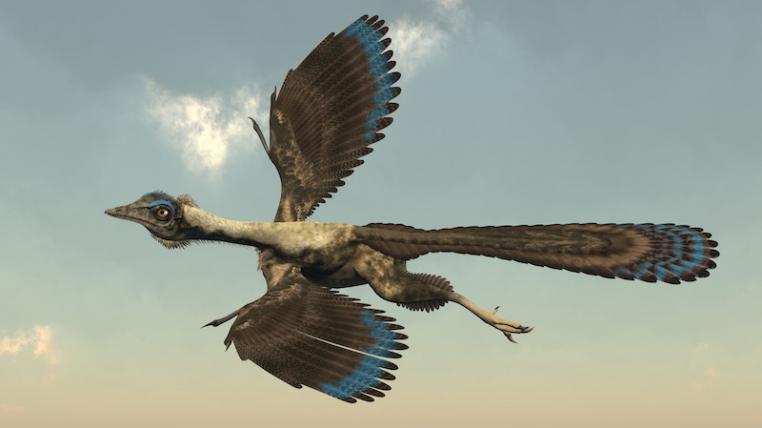 Archäopterix