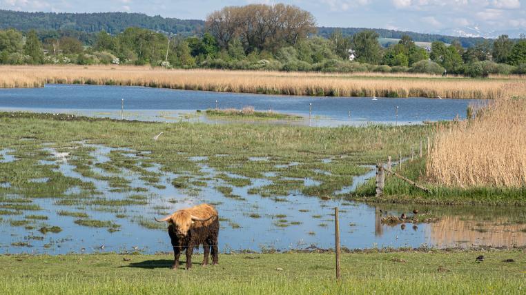 Blick aufs Neeracherried