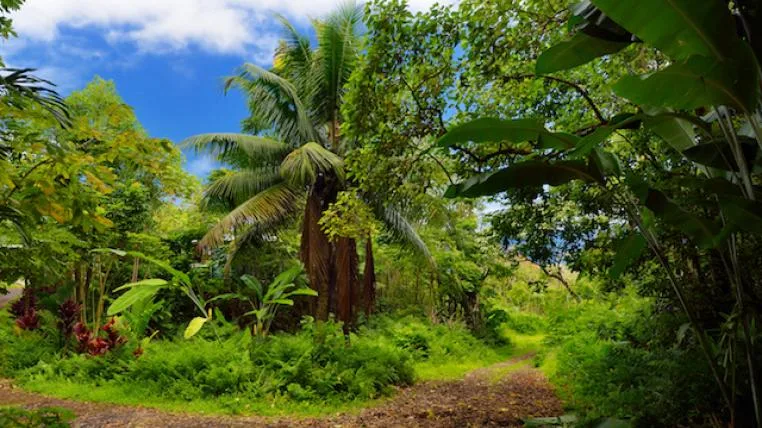 e0aa0dcae153fc000fe66fc5669b36ce0af1a913 Vegetation