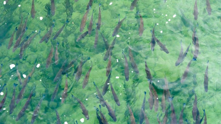 Fische in der Schweiz