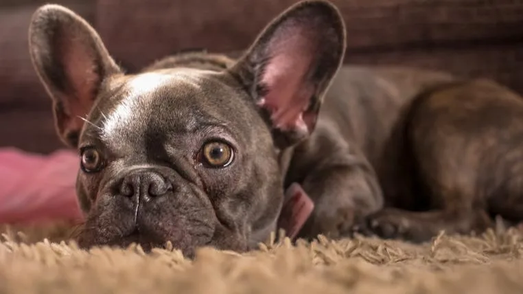 d870f838d738d39ac6cc0fe04f479a3f067e836a Franzoesische Bulldogge