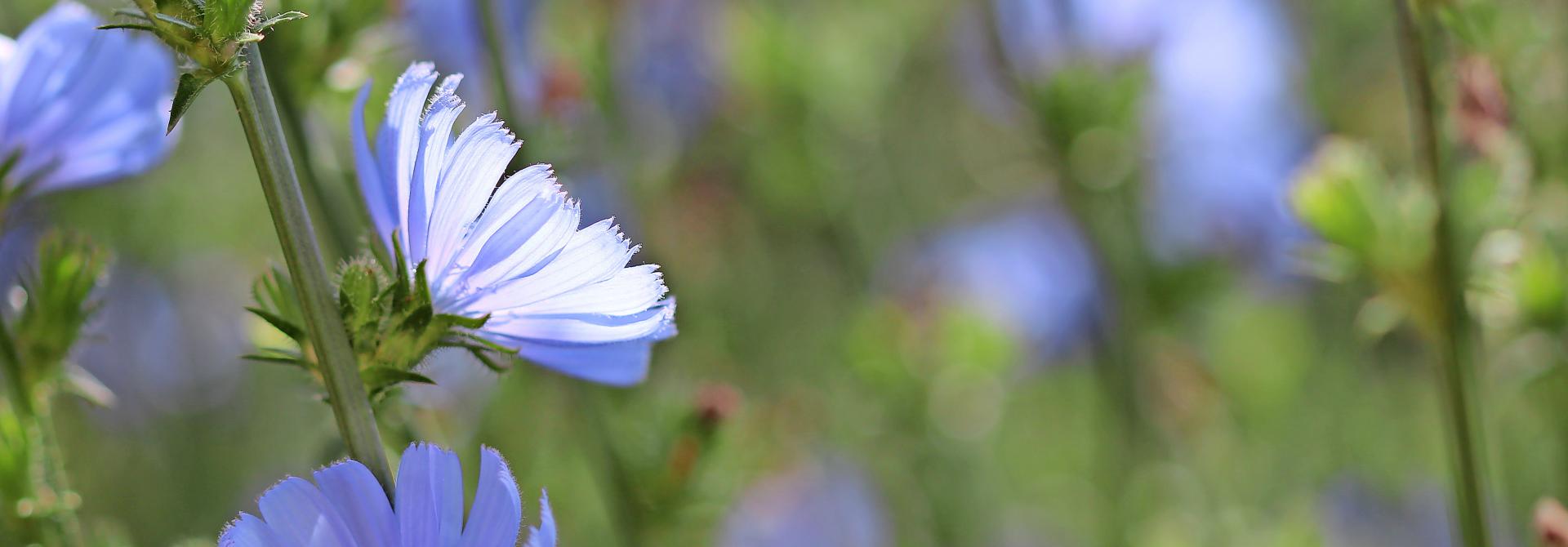 Blüten der Wegwarte