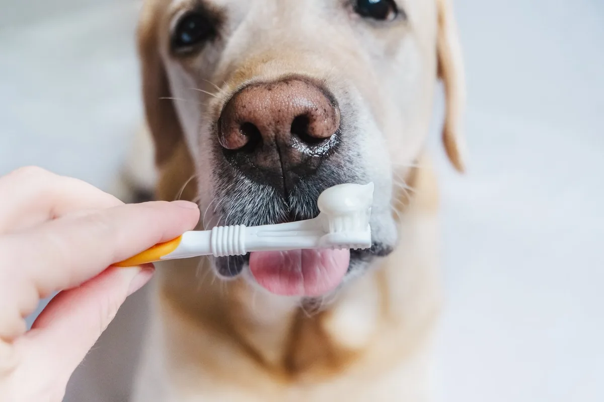 shutterstock_2507508655 Zahngesundheit beim Hund: Tierzahnarzt Thomas Baumgartner gibt Tipps zur Vorbeugung