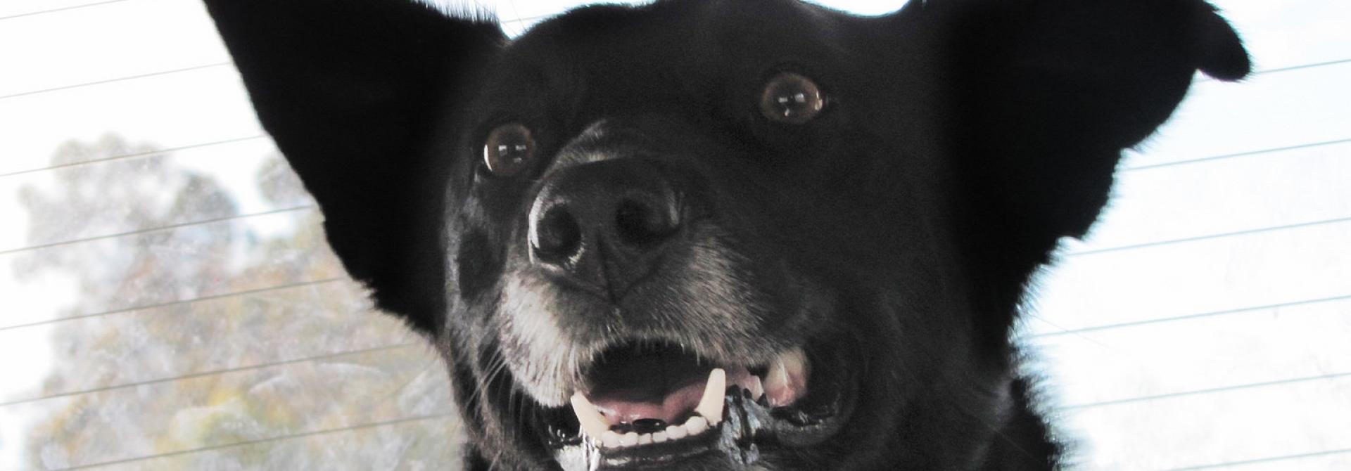 HUnd auf Rücksitz