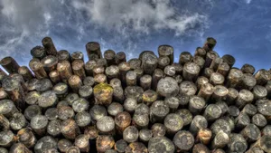 Der Handel mit illegal gefälltem Holz soll in der Schweiz verboten werden.