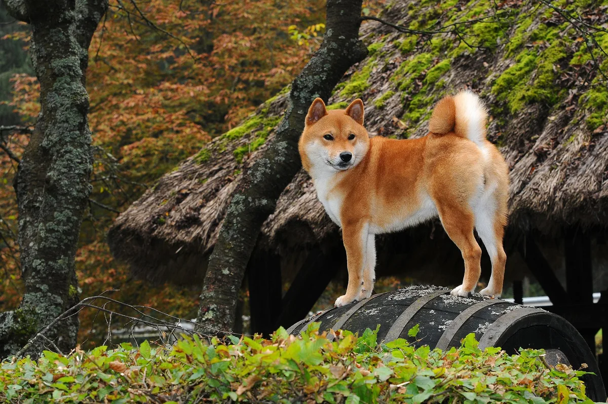 shutterstock_718928341 Shiba Inu – der unabhängige Hund