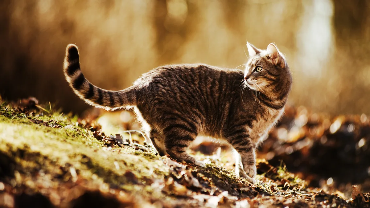Design_ohne_Titel__1_ So werden Katzen zu Freigängern