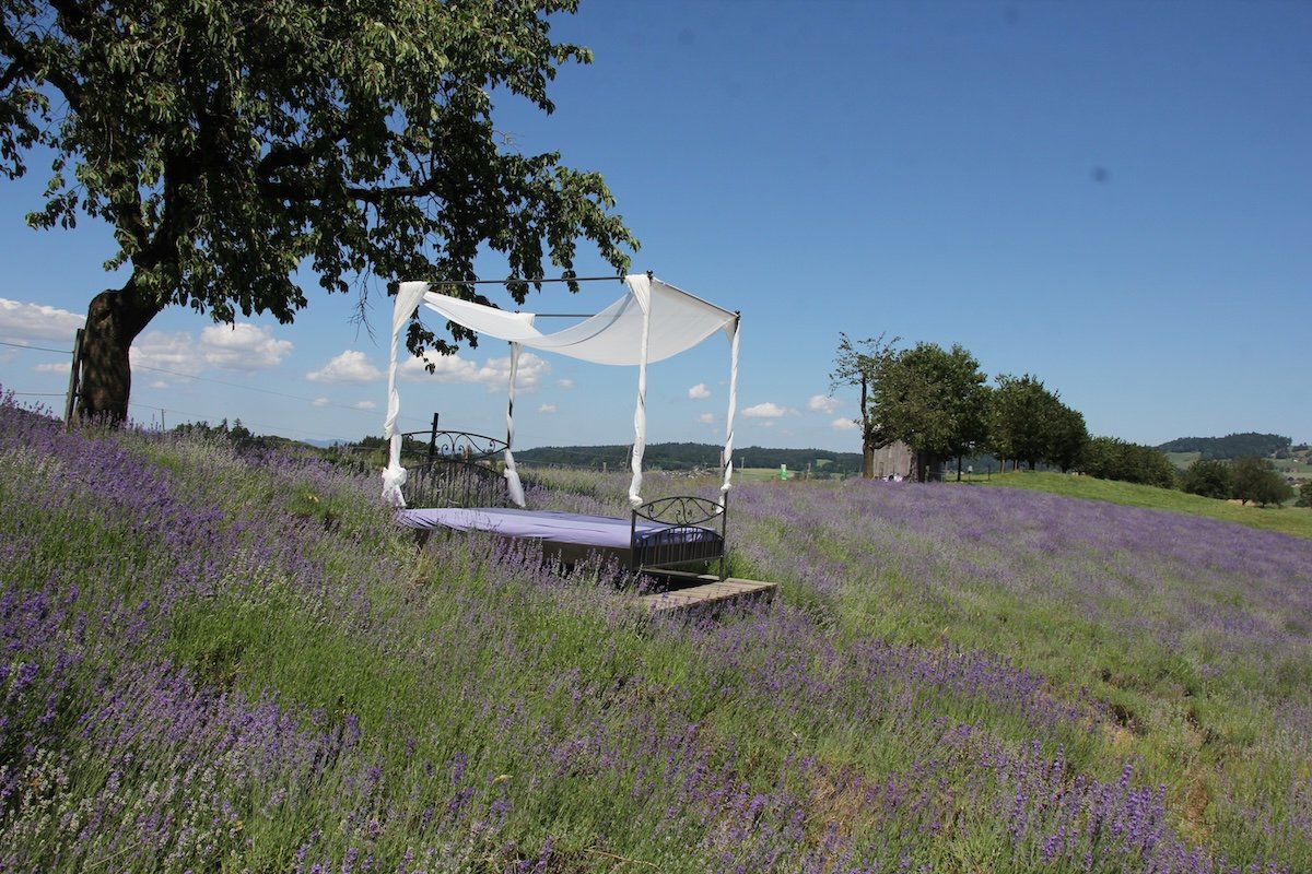 Provence im Oberaargau: Die Familie Wegmüller und ihr blühendes Lavendelfeld