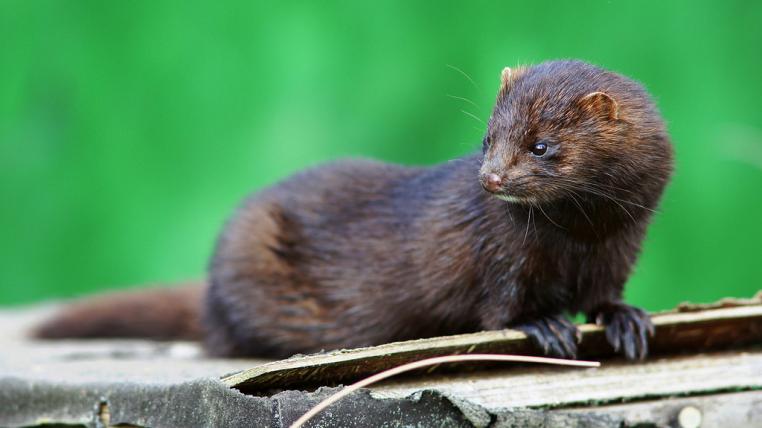 mink.jpg