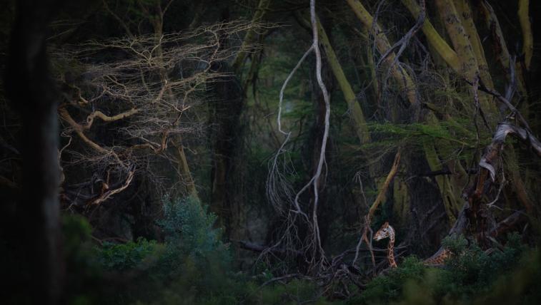 Nature Photographer of the Year