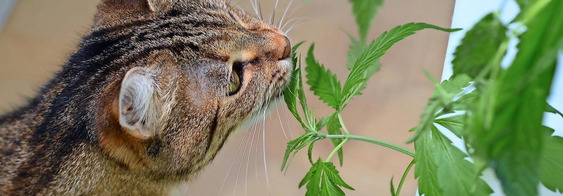 cbd-cannabis-fuer-katzen.jpg