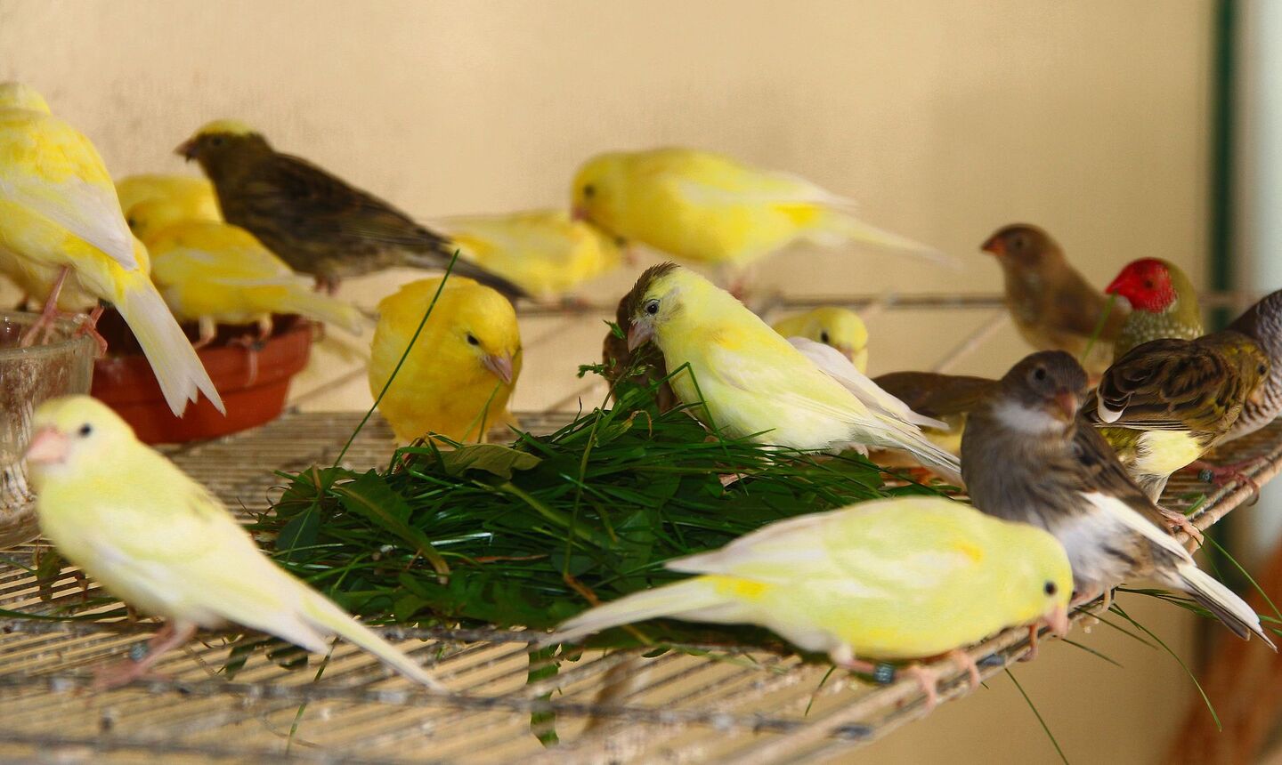 Kanarienvögel und Prachtfinkenarten freuen sich über Gräser aus der Natur.