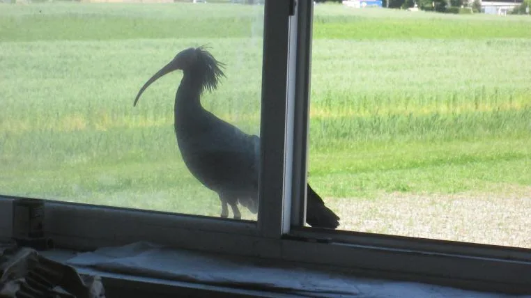 e918006fea5fcb484f1aa5d6013d542f9eaeb56e Waldrapp am offenen Fenster