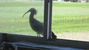 Ein neugieriger Waldrapp schaut vorbei.