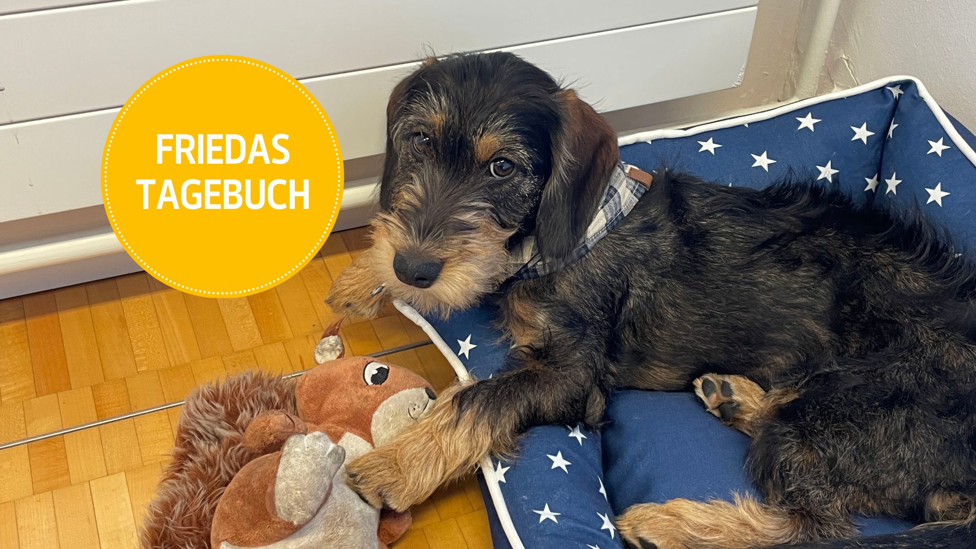 Friedas Tagebuch