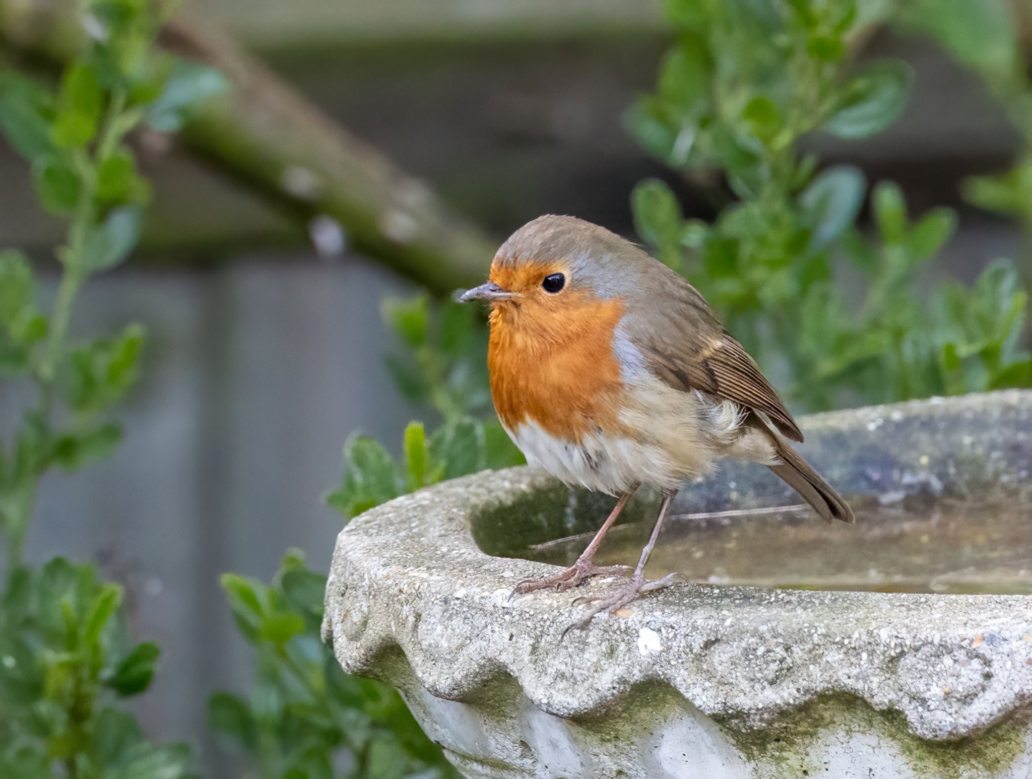 Ein Rotkehlchen sitzt am Rand eines steinernen Vogelbades
